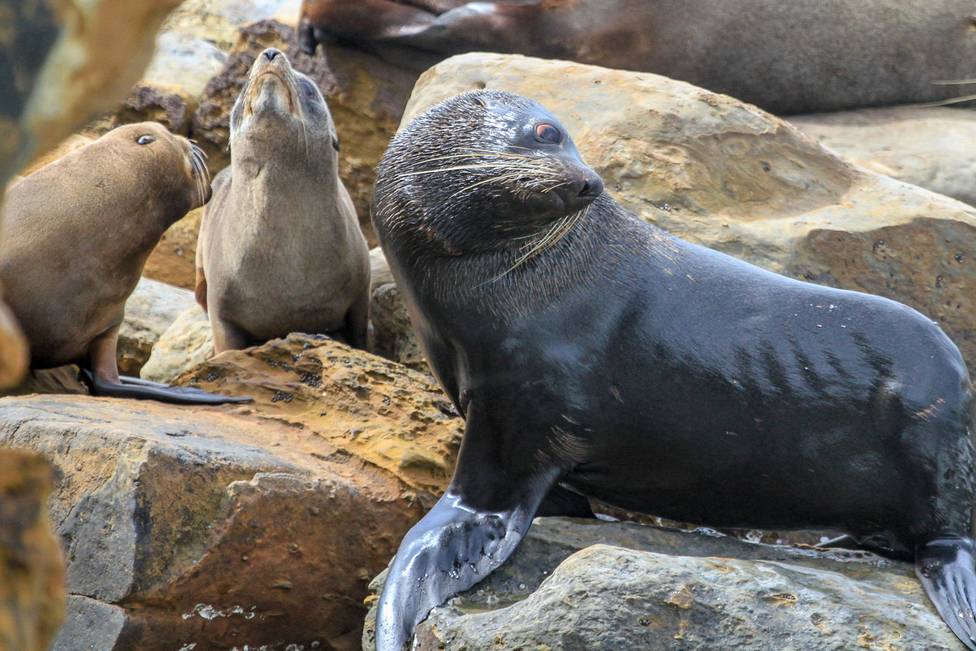 Fur Seal