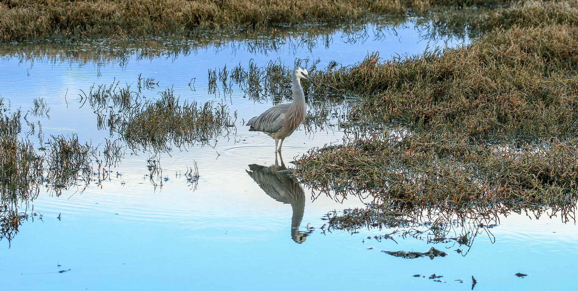 White-faced Heron
