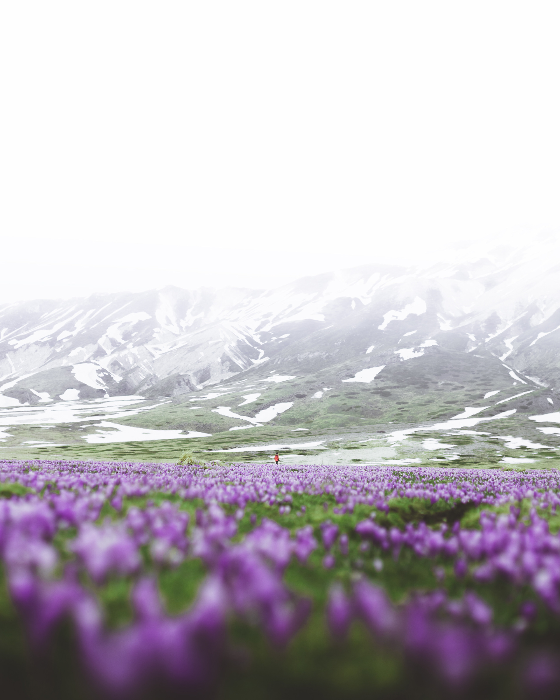 Crocus - Campo Imperatore -