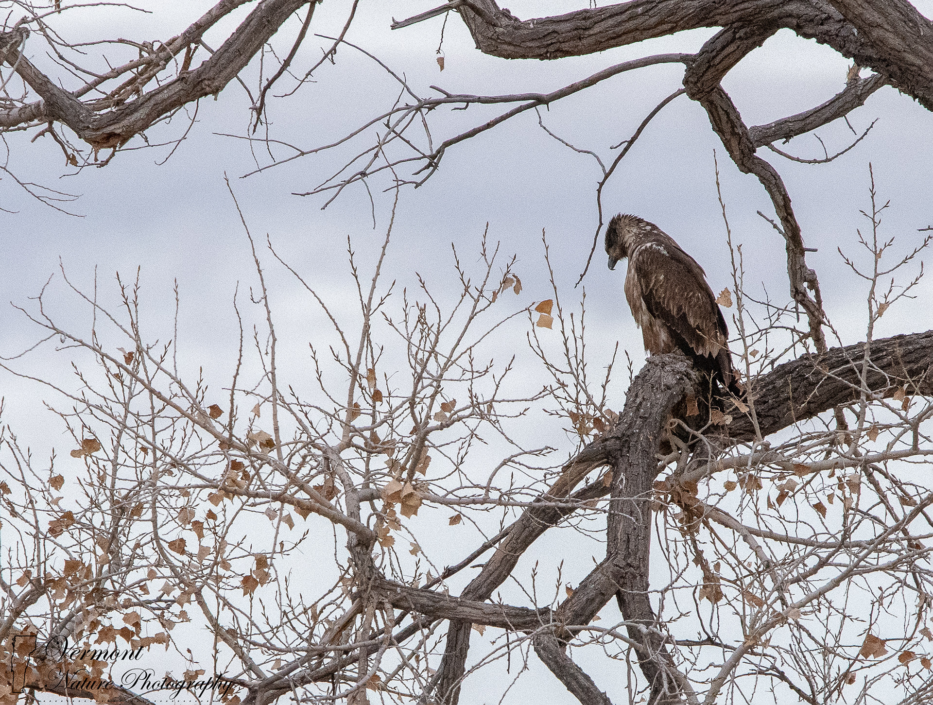 "Juvenile Eagle" - Bosque Del Apache National Wildlife Refuge, NM