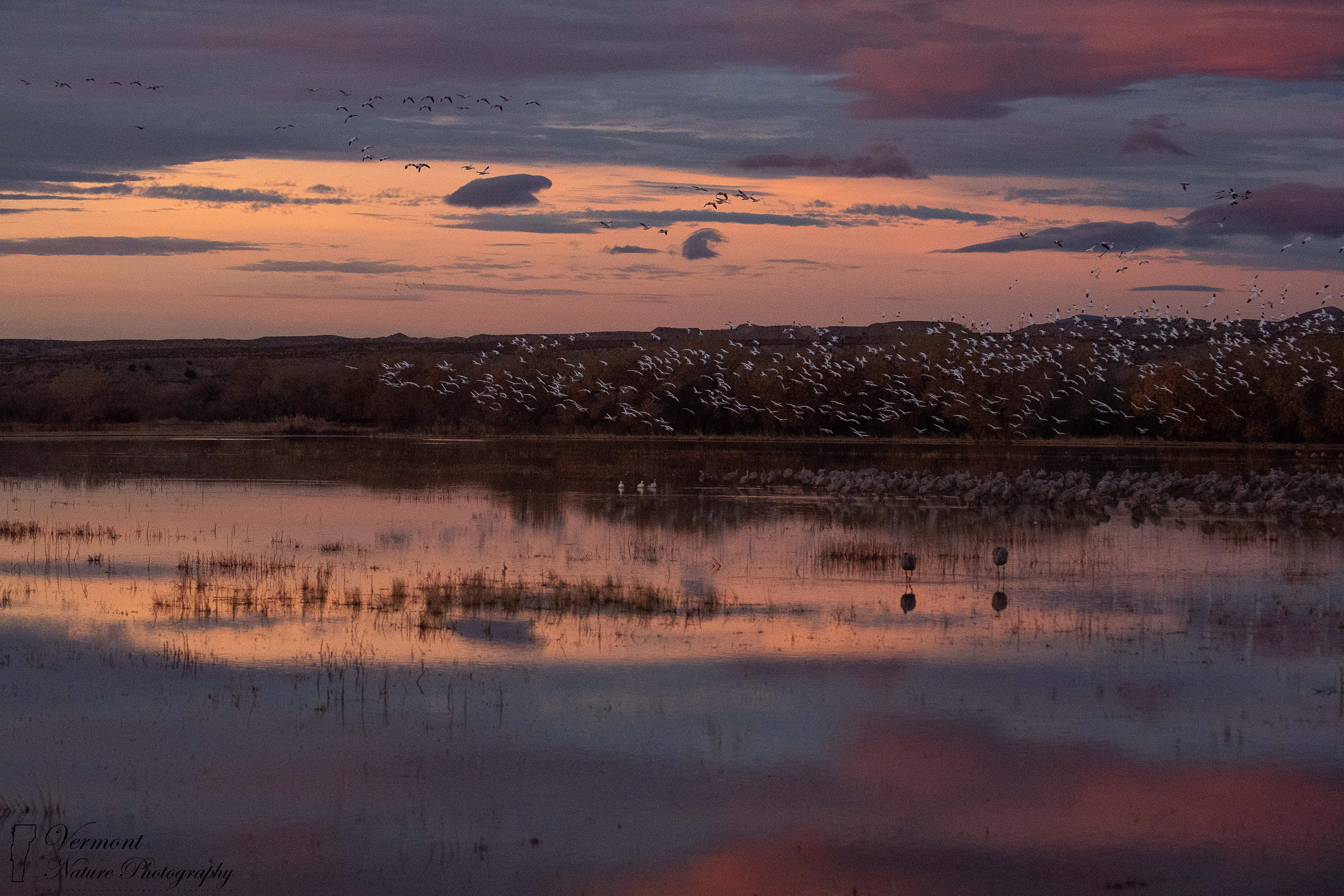 "Golden Hour Fly-by" - Bosque Del Apache National Wildlife Refuge, NM