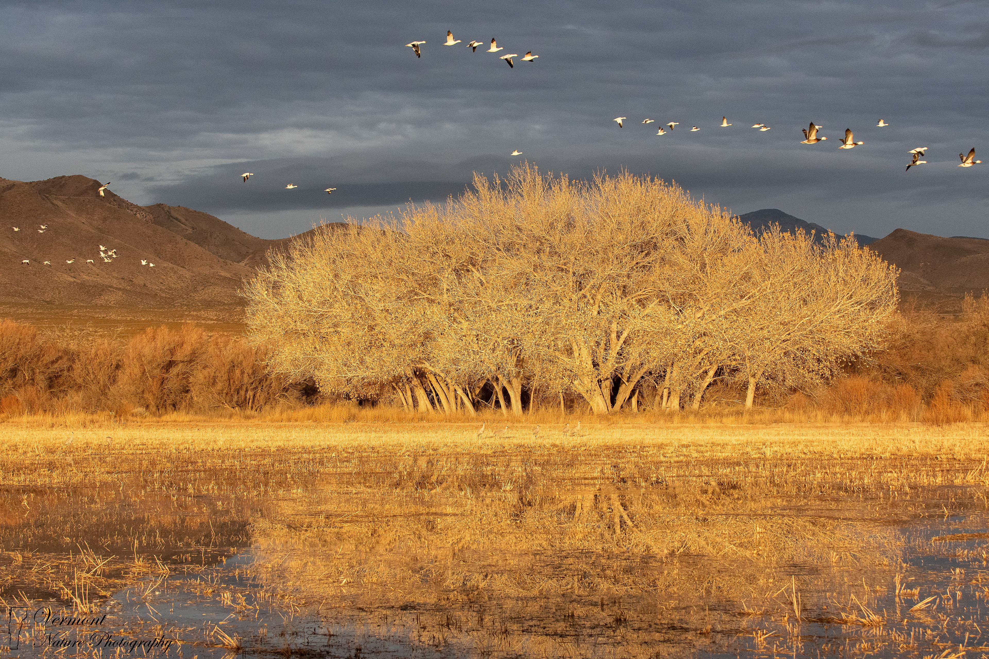 Bosque Del Apache National Wildlife Refuge, NM