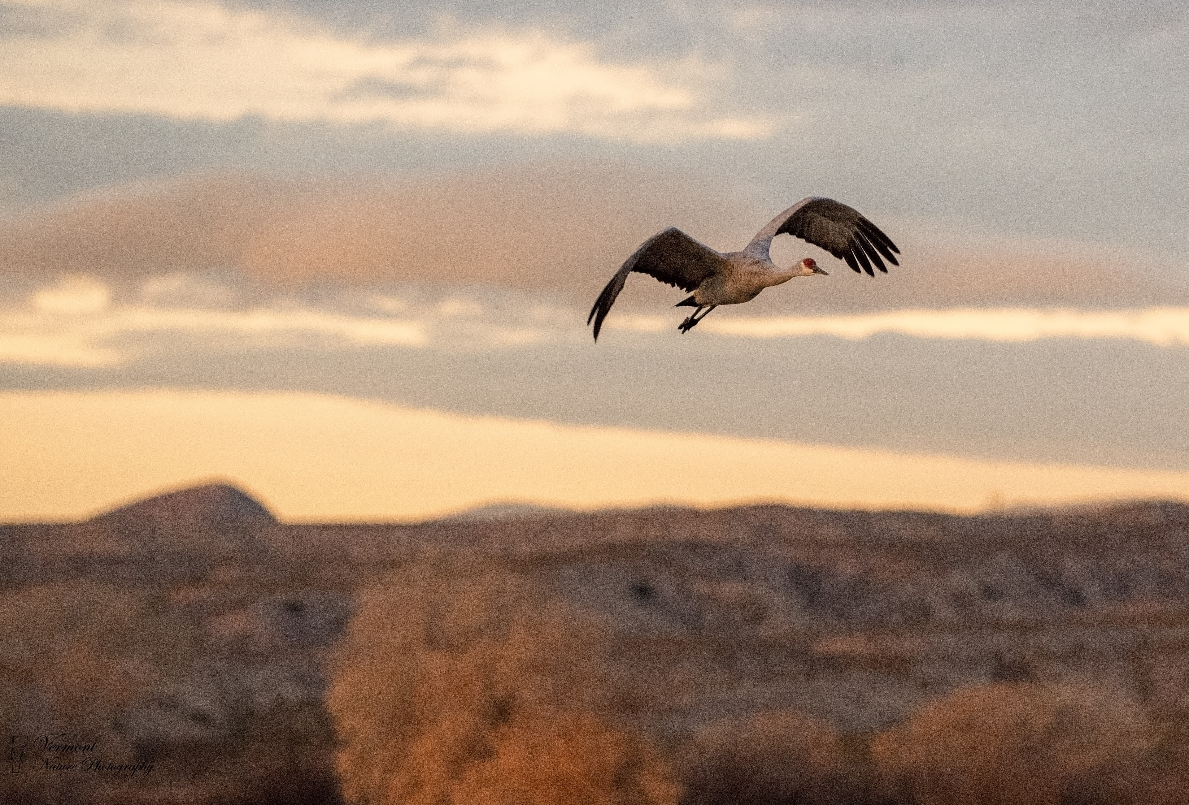 "Sandhill Crane" - Bosque Del Apache National Wildlife Refuge, NM
