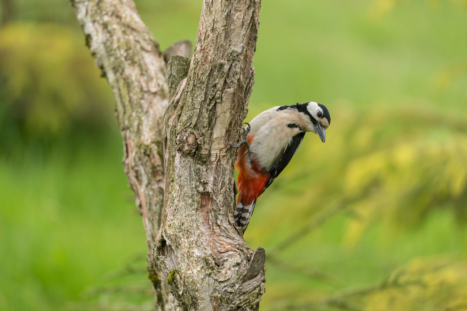 Great spotted woodpecker sitting on a branch