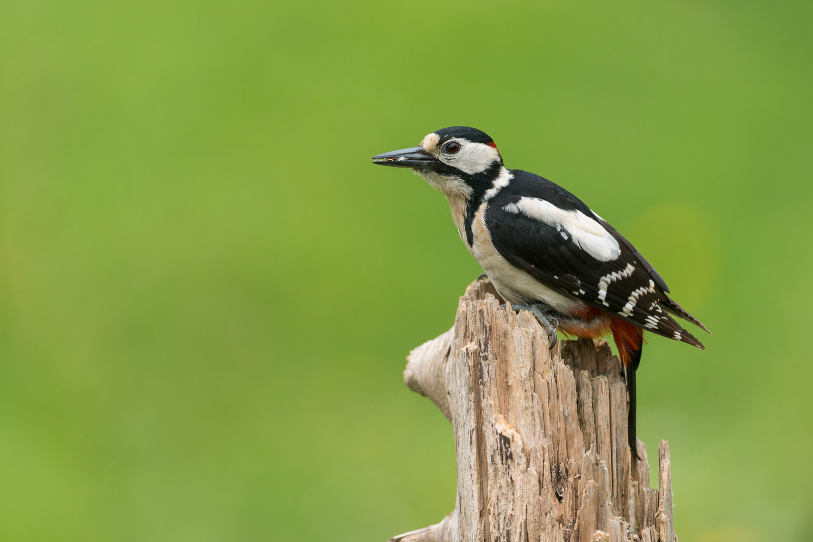 Great spotted woodpecker sitting on a branch