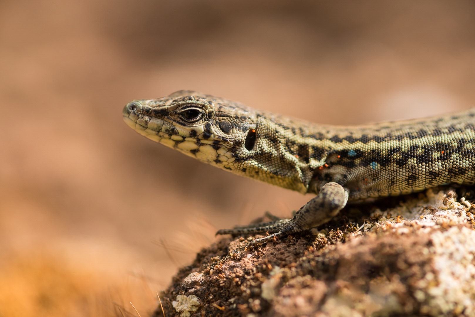 Tyrrhenian wall lizard on a rock