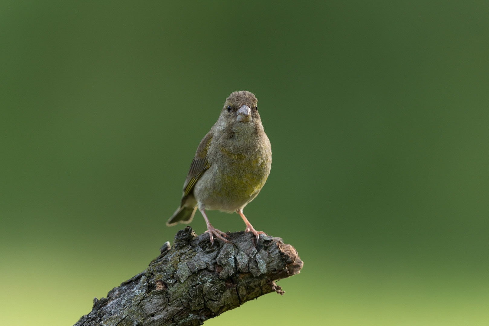 European greenfinch sitting on a branch