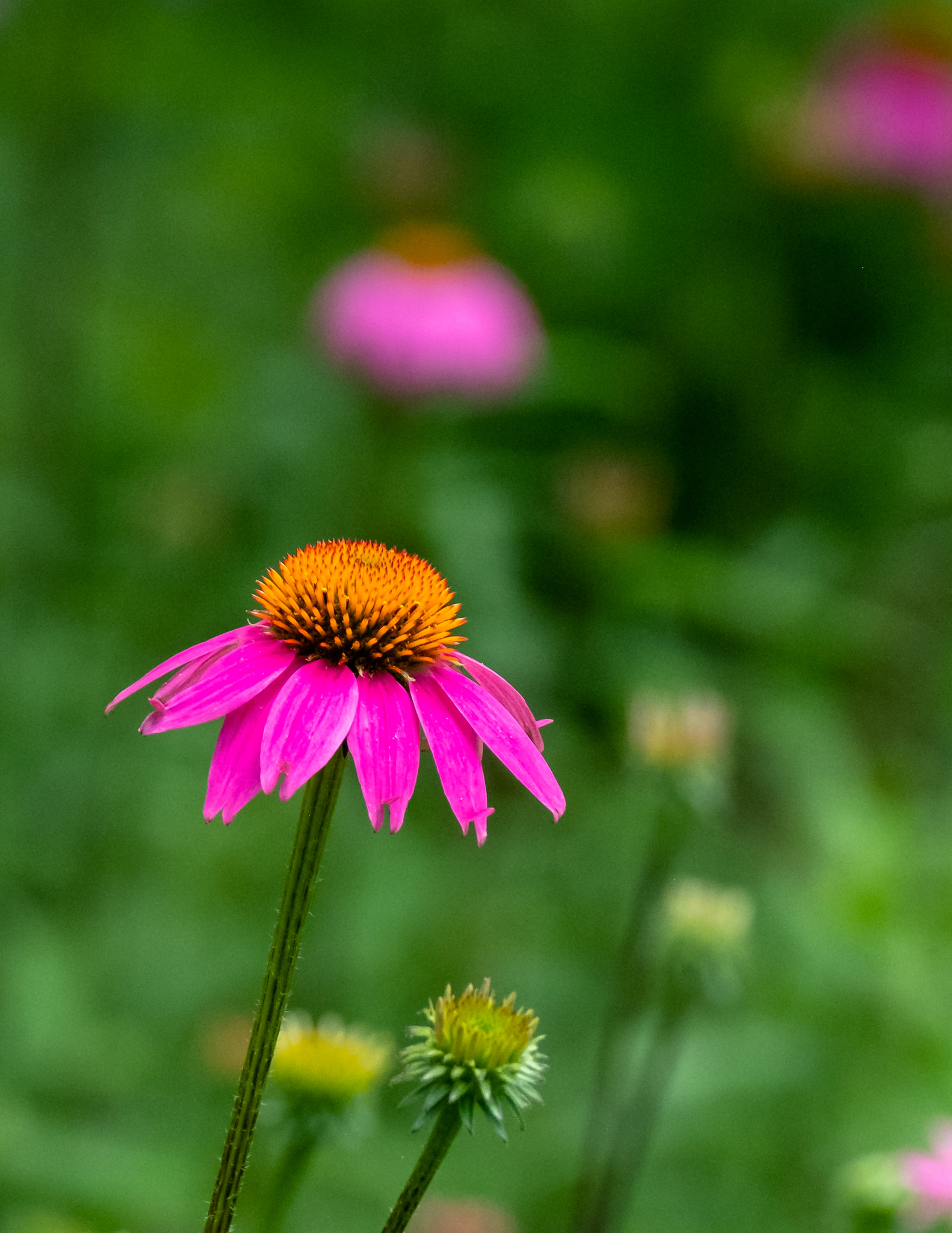 Cone Flower