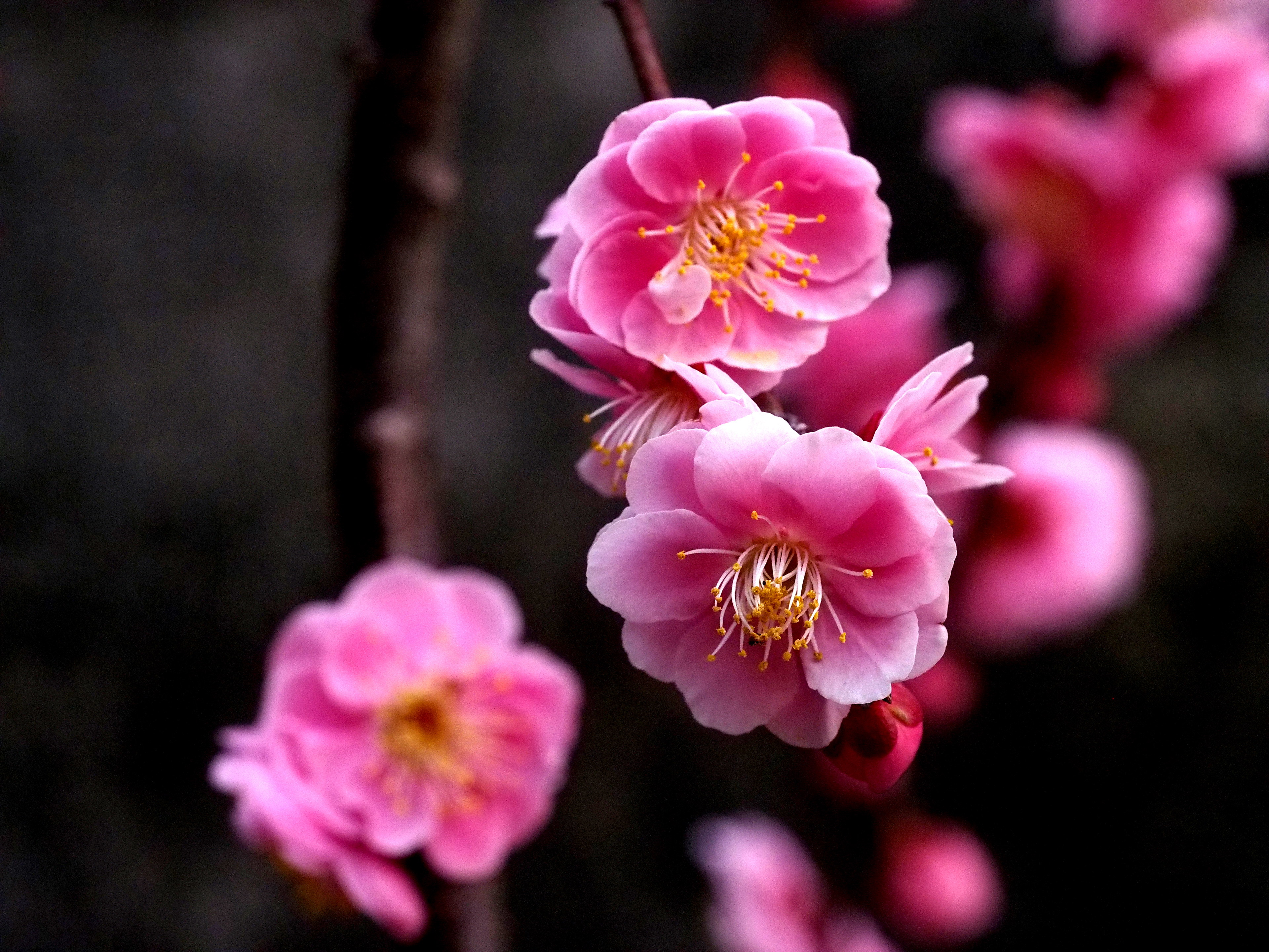 Plum blossom. Сливовая Сакура. Цветущая слива Умэ Япония.