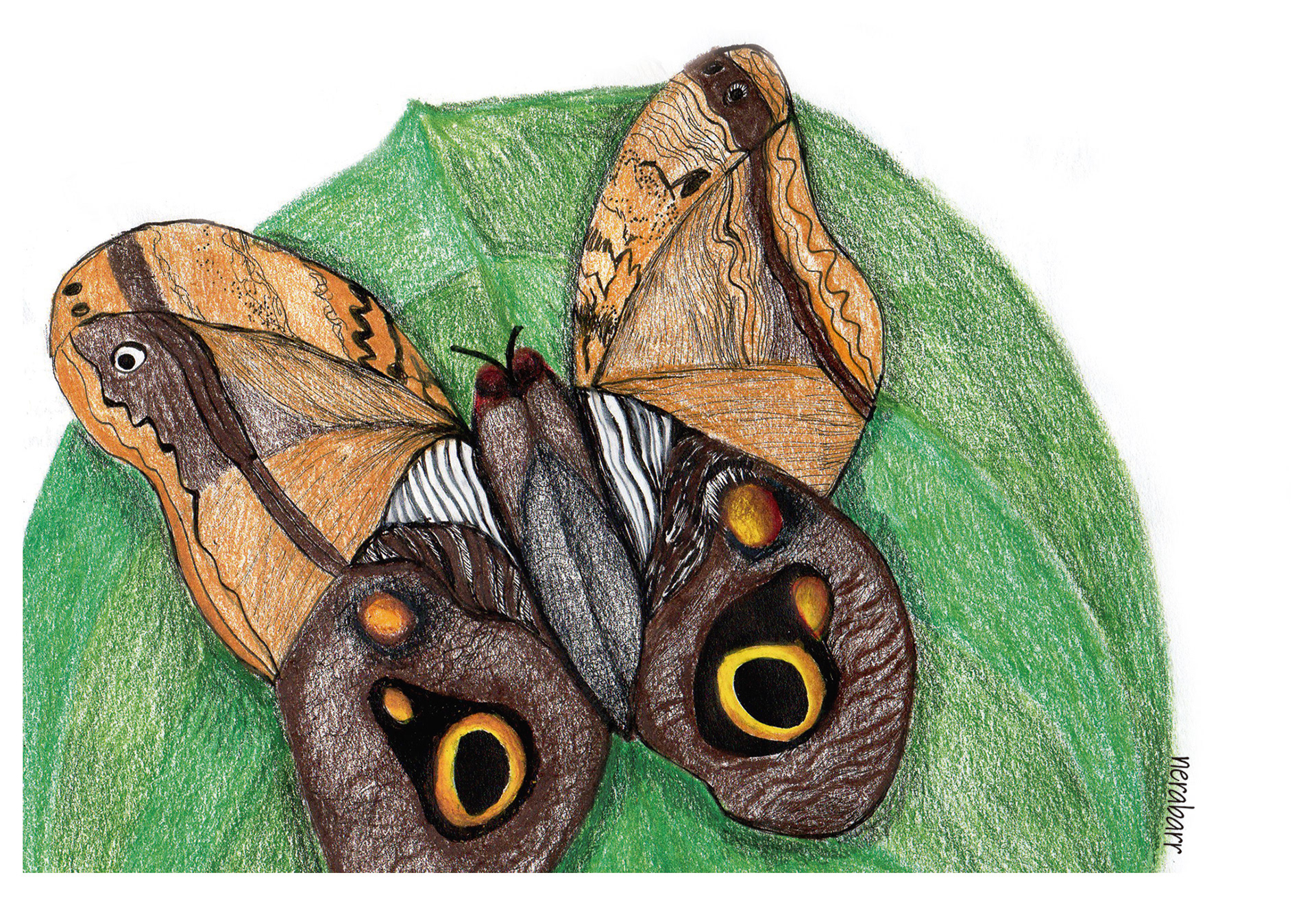 Mariposa Búho
