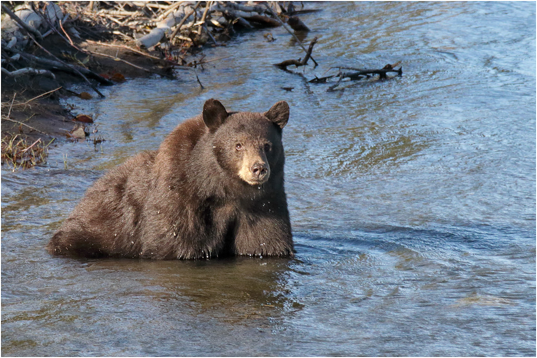 Black Bear (Cinnamon variety) cooling off, Wyoming, USA