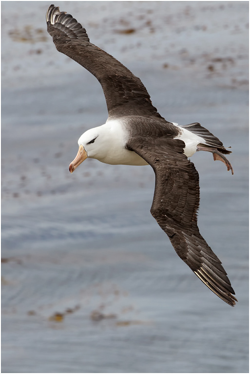 Black-browed Albatross
