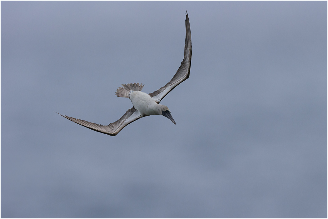 Blue-footed Booby commencing dive, Galapagos Islands