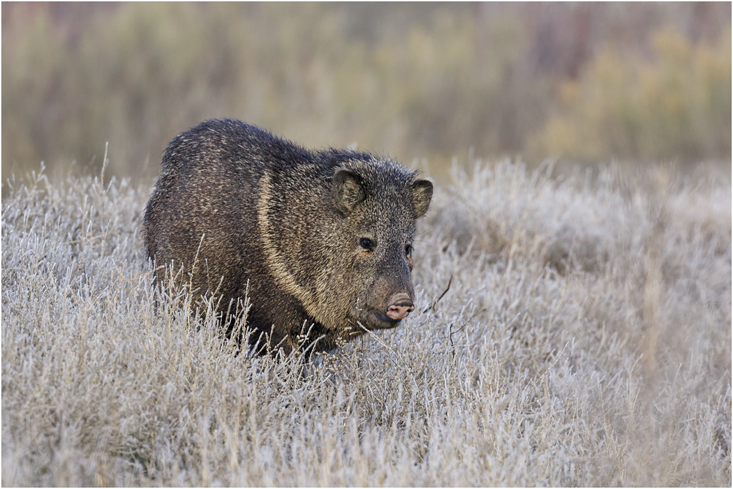 Collared Peccary or Javelina, Bosque del Apache, NM