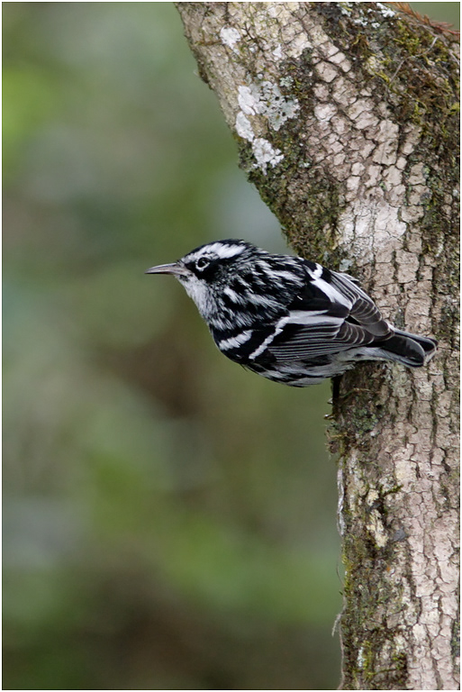 Black and White Warbler,Florida, USA