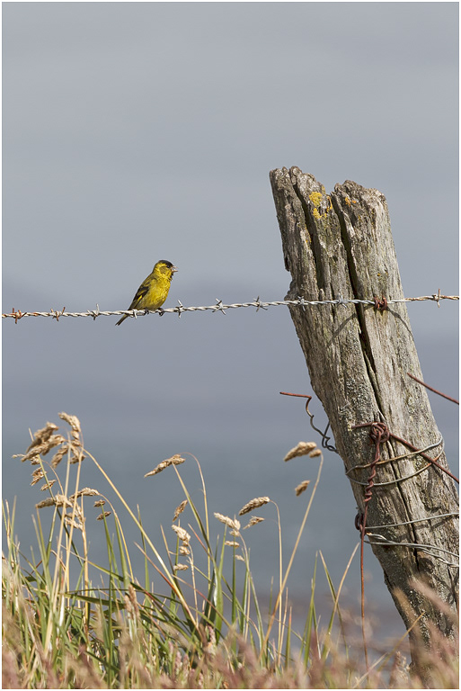 Black-chinned Siskin