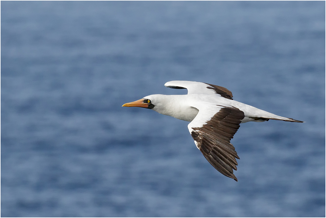 Nazca Booby in flight, Galapagos Islands