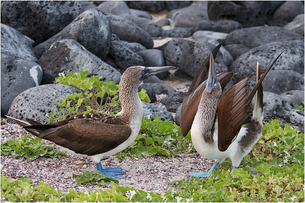 Blue-footed Booby pair displaying, Galapagos Islands