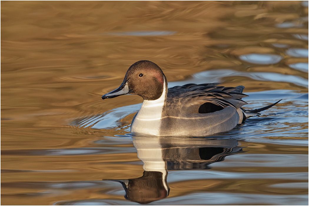 Northern Pintail, Drake