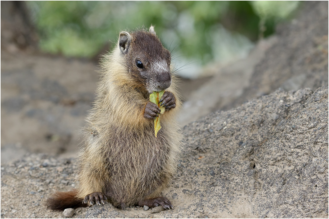 Young Yellow-bellied Marmot, B.C., Canada