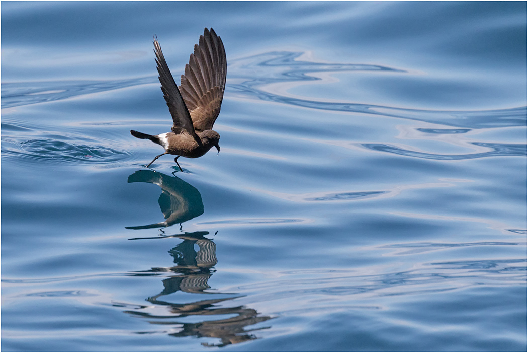 Elliot's Storm Petrel - feeding behaviour