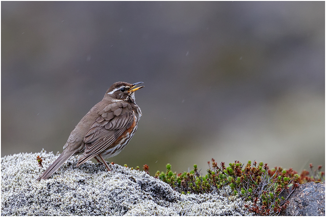 Redwing singing in rain, Iceland