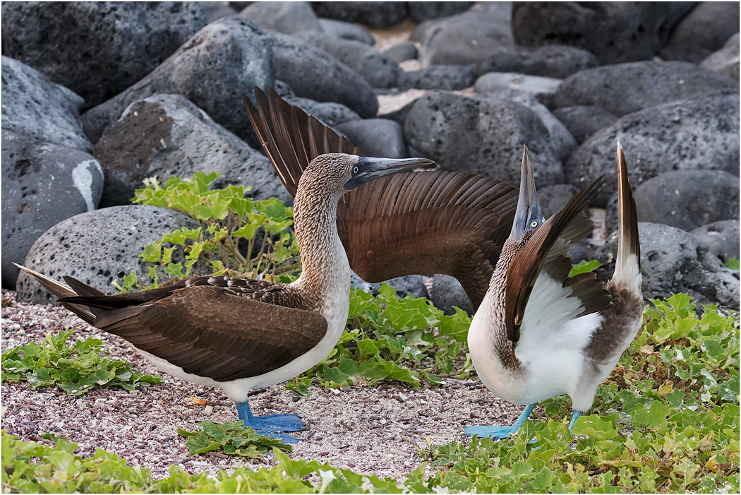 Blue-footed Booby pair displaying, Galapagos Islands