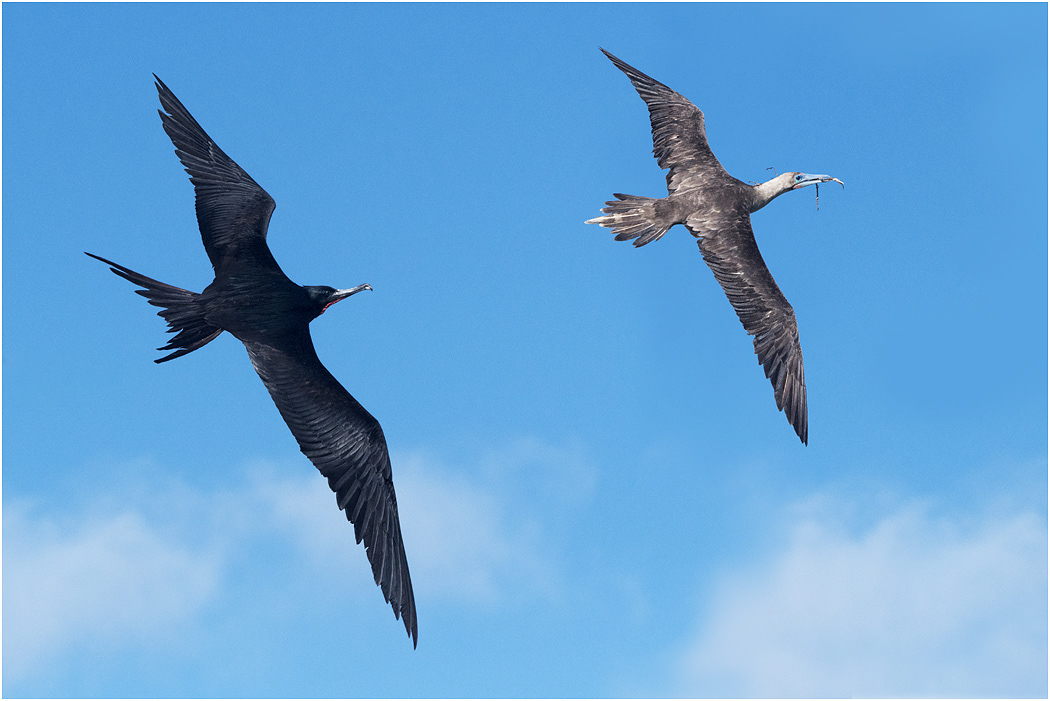 Great Frigatebird chasing Red-footed Booby, Galapagos Islands