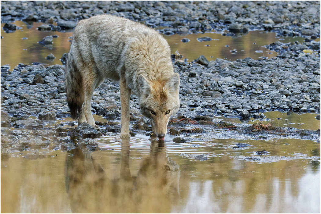 Coyote drinking, Yellowstone, Wyoming, USA