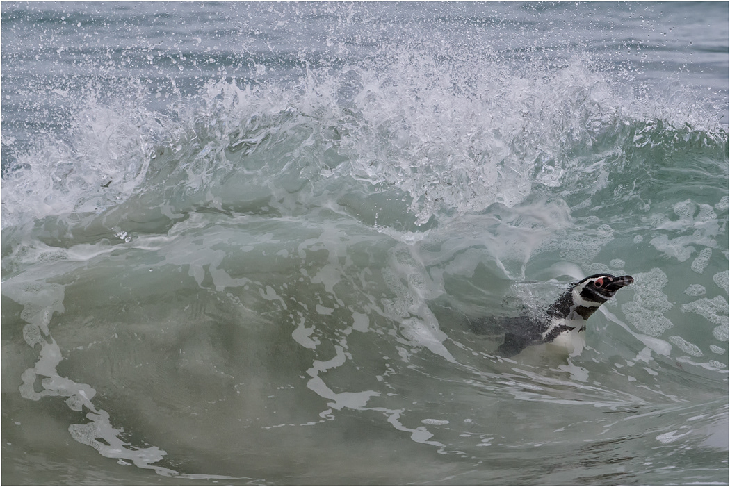 Magellanic Penguin pops out of wave
