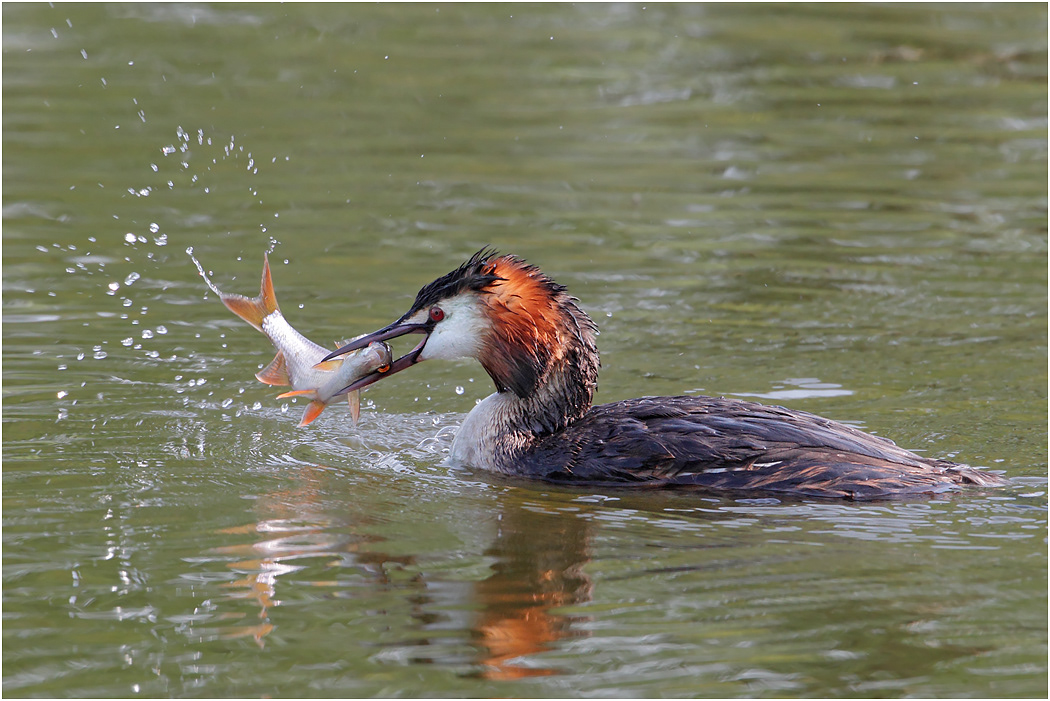 Great Crested Grebe with fish