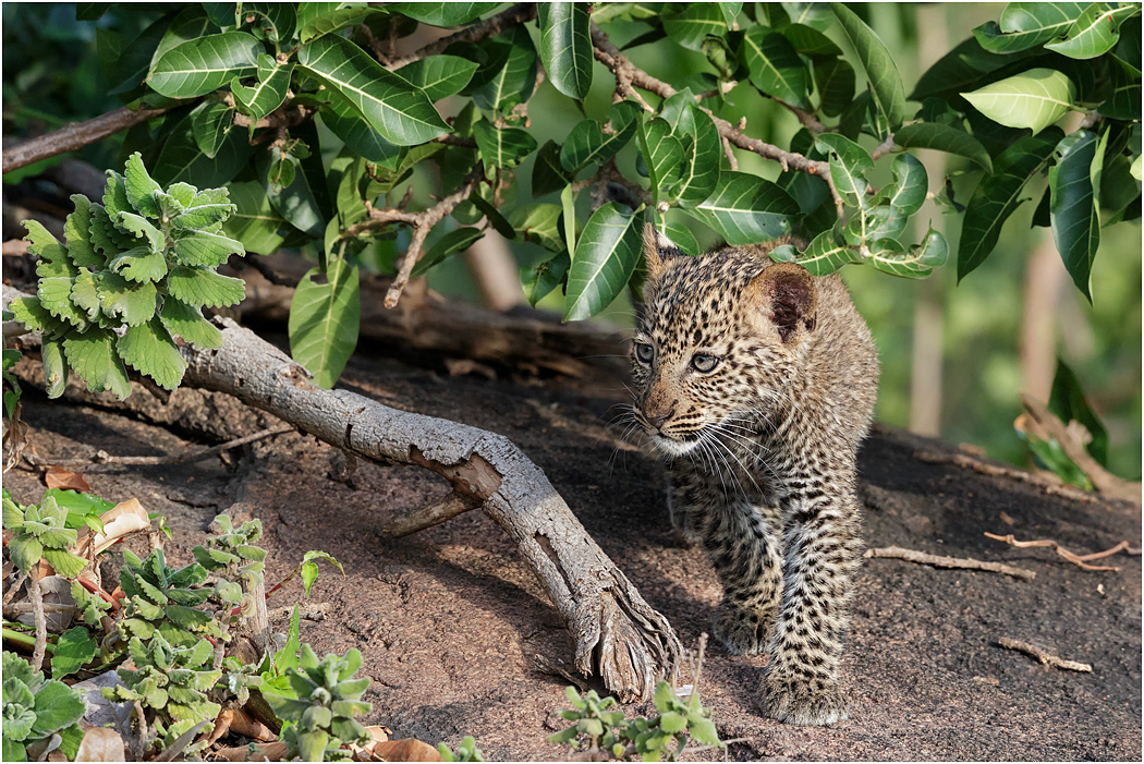 Leopard cub exploring - Serengeti, Tanzania