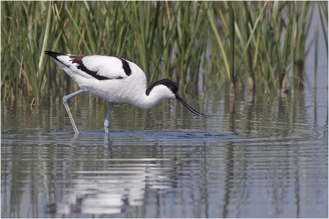 Avocet feeding