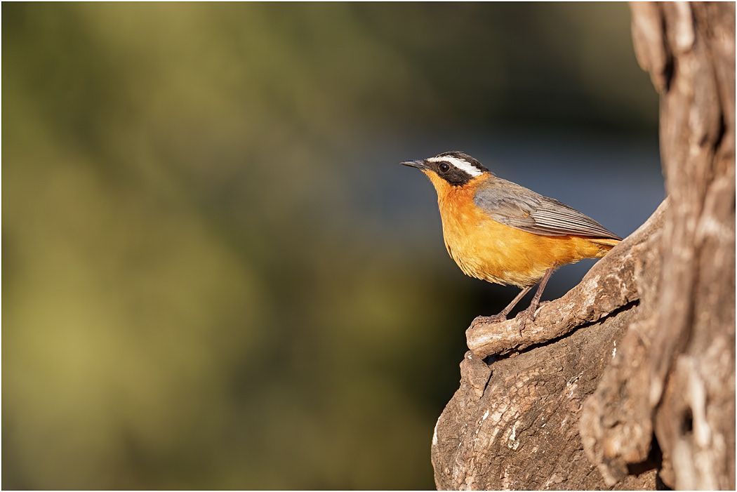 White-browed Robin-Chat - Chobe River, Botswana