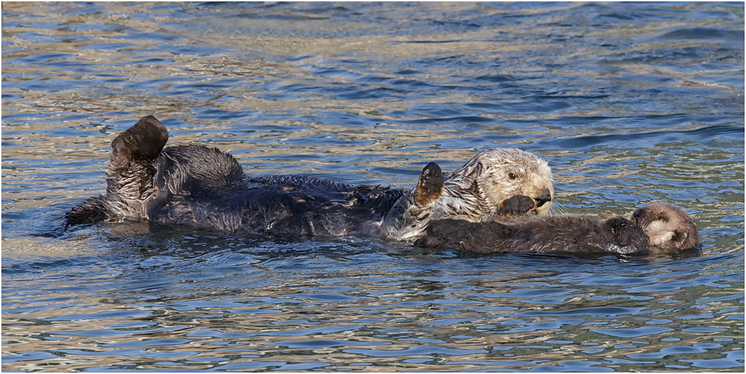 Sea Otter - Mother with kit, California, USA