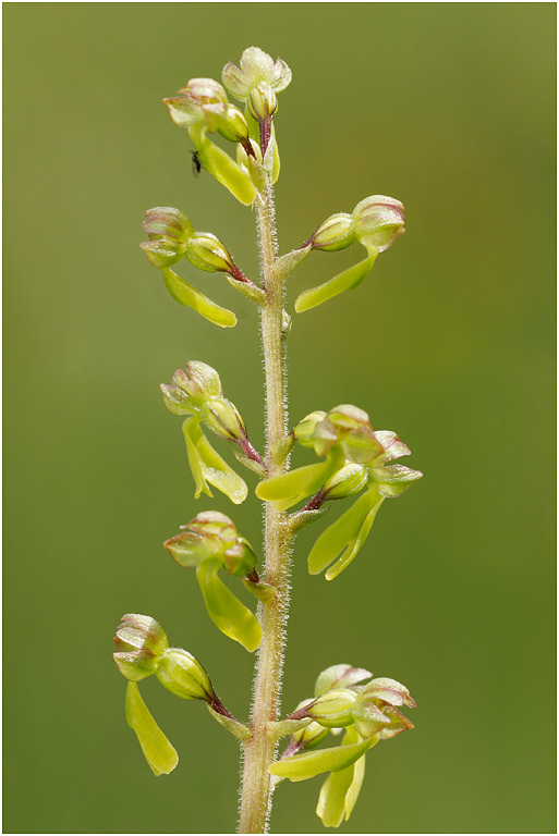 Lesser Twayblade