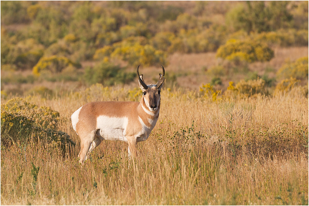 Pronghorn Antelope, (male), Yellowstone NP, Wyoming, USA