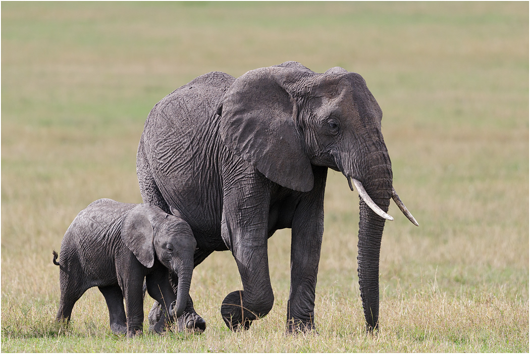 Elephant Mother and calf - Central Serengeti, Tanzania