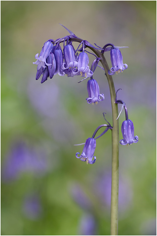 Bluebells