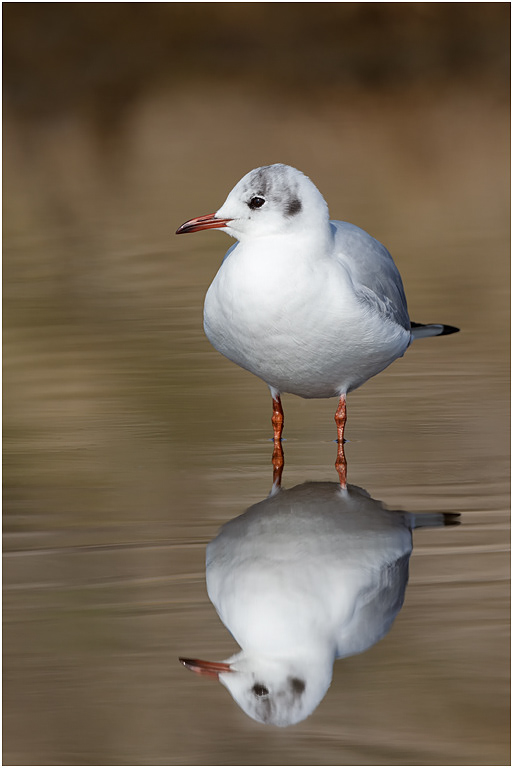 Black-headed Gull - winter plumage, Norfolk