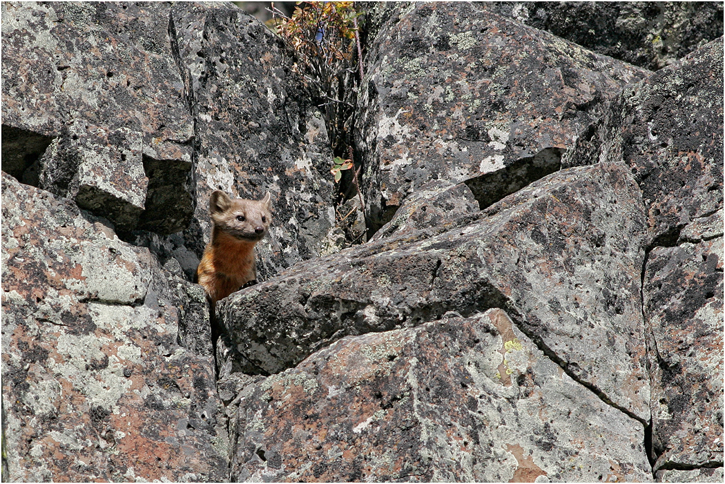American Marten, Yellowstone NP, USA