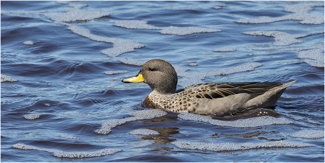 Speckled Teal