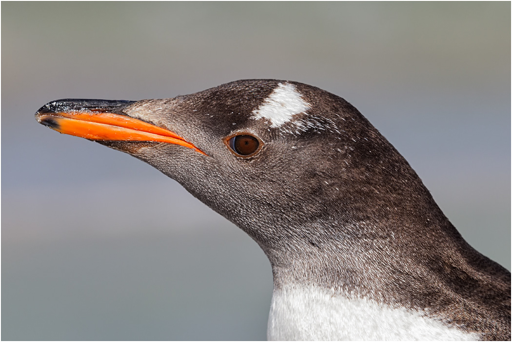 Gentoo Penguin profile