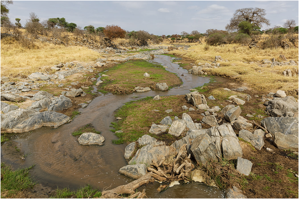 Tarangire River, Tarangire, Tanzania