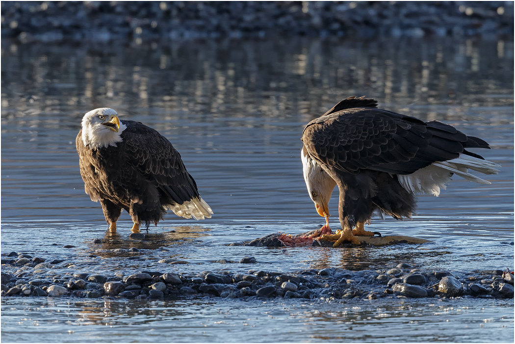 Bald Eagle pair, Chilkat River, Alaska