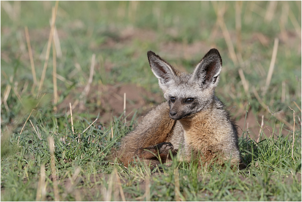 Bat-eared Fox - Central Serengeti, Tanzania
