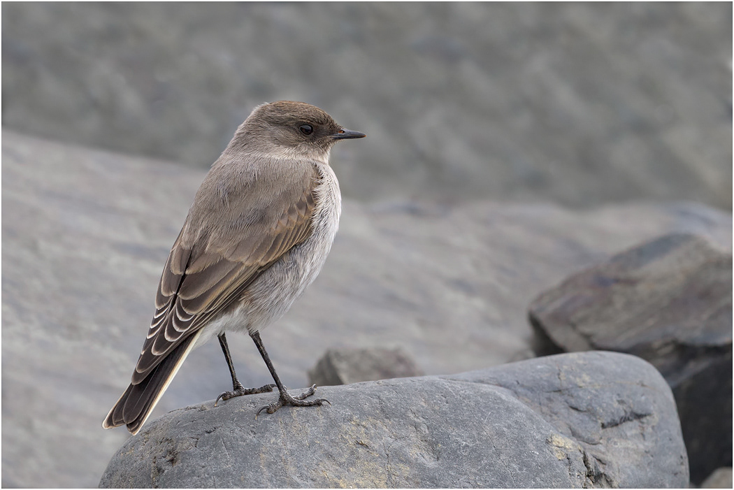 Dark-faced Ground Tyrant