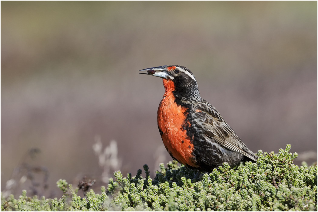 Long-tailed Meadow Lark