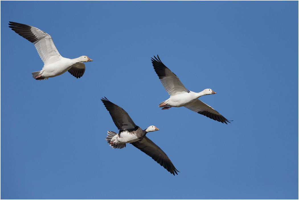 Snow Geese in flight, Bosque, NM, USA