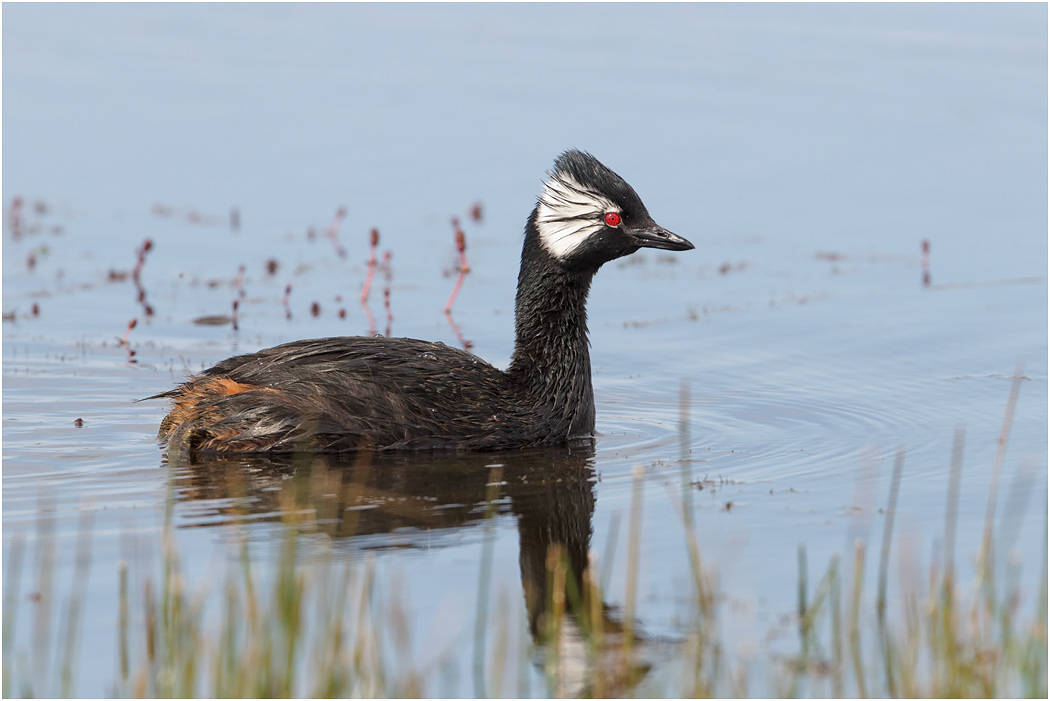White-tufted Grebe